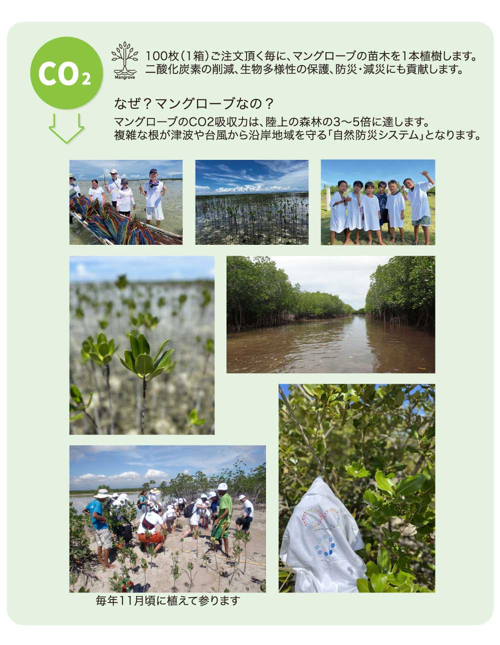 マングローブ植林